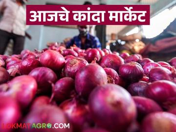 Kanda Bajarbhav : पुणे जिल्ह्यातील 'या' मार्केटला चांगला दर मिळतोय, वाचा आजचे बाजारभाव Kanda Bajarbhav : पुणे जिल्ह्यातील 'या' मार्केटला चांगला दर मिळतोय, वाचा आजचे बाजारभाव