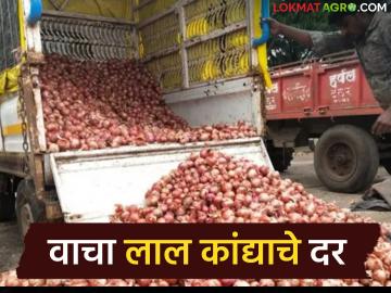 Kanda Bajar Bhav : लाल कांदा विकायचा का ठेवायचा, मार्च एण्डपर्यंत कांदा दर काय राहतील? - Marathi News | Latest News Kanda Bazaar Bhav What will be the onion prices till the end of March 2026 | Latest News at Lokmat.com