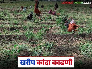 Kanda Kadhani : कांदा तयार झाला तरी माना पडतीलच असे नाही, खरीप कांदा काढणी समजून घ्या - Marathi News | Latest news Kharip Kanda Kadhani Kharif onion is harvested from October to December | Latest News at Lokmat.com