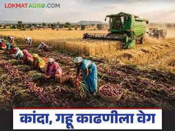 Crop Harvesting : उन्हाची वाढती तीव्रता, गारपिटीचा परिणाम; नाशिक जिल्ह्यात कांदा, गहू काढणीला वेग - Marathi News | Increasing intensity of heat, impact of hail; Onion, wheat harvesting accelerates in Nashik district | Latest News at Lokmat.com