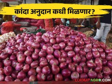 Kanda Anudan : नाशिक जिल्ह्यातील 'इतके' शेतकरी कांदा अनुदानापासून वंचित, वाचा सविस्तर  - Marathi News | Latest news Kanda Anudan farmers of Nashik district deprived of onion subsidy, read in detail  | Latest News at Lokmat.com
