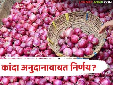 कांदा अनुदानाबाबत कॅबिनेटमध्ये निर्णय घेतला जाईल, कांदा प्रश्नांवर मंत्री गिरीश महाजनांचे उत्तर - Marathi News | Latest news Decision on onion subsidy will be taken in the cabinet says Minister Girish Mahajan | Latest News at Lokmat.com कांदा अनुदानाबाबत कॅबिनेटमध्ये निर्णय घेतला जाईल, कांदा प्रश्नांवर मंत्री गिरीश महाजनांचे उत्तर - Marathi News | Latest news Decision on onion subsidy will be taken in the cabinet says Minister Girish Mahajan | Latest News at Lokmat.com