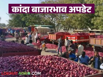 Kanda Market : राज्यात दीड लाख क्विंटल कांदा आवक, जिल्हानिहाय सरासरी काय मार्केट मिळाले?  - Marathi News | Latest News One half lakh quintals of onion arrived in maharashtra see district-wise market prices | Latest market-yard News at Lokmat.com