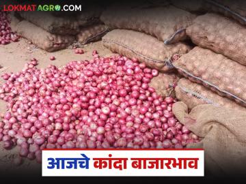 Kanda Bajarbhav : लासलगाव, पिंपळगाव मार्केटला उन्हाळ कांद्याला काय दर मिळाला, वाचा आजचे बाजारभाव
