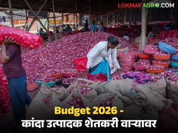 Budget 2026 : केंद्रीय अर्थसंकल्पात कांद्यासाठी एक रुपयाची तरतूद नाही, काय म्हणताय शेतकरी....  - Marathi News | Latest News Bugdet 2026 nirmala sitaraman Onion growers are disappointed with Union budget 2026 | Latest News at Lokmat.com