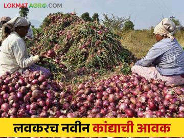 सोलापूर जिल्ह्यात येत्या १५ दिवसात कांदा काढणीला होणार सुरवात - Marathi News | Onion harvesting will start in next 15 days in Solapur district | Latest News at Lokmat.com