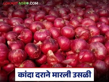 नगरच्या नेप्ती उपबाजारात कांदा दराने मारली उसळी; वाचा लाल कांद्याला कसा मिळतोय दर? - Marathi News | Onion prices have hike in the ahilyanagar nepti sub-market; Read how red onions are getting the best price? | Latest News at Lokmat.com नगरच्या नेप्ती उपबाजारात कांदा दराने मारली उसळी; वाचा लाल कांद्याला कसा मिळतोय दर? - Marathi News | Onion prices have hike in the ahilyanagar nepti sub-market; Read how red onions are getting the best price? | Latest News at Lokmat.com