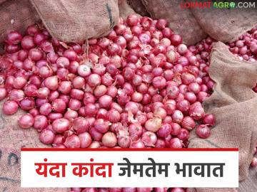 कांदा दराचा जेमतेम गेम; यंदा कांद्याच्या बाजार शुल्कात तब्बल ५ कोटी ७५ लाखांची घट - Marathi News | Onion price barely a game; This year, the market fee for onion has been reduced by a whopping Rs 5.75 crore | Latest News at Lokmat.com
