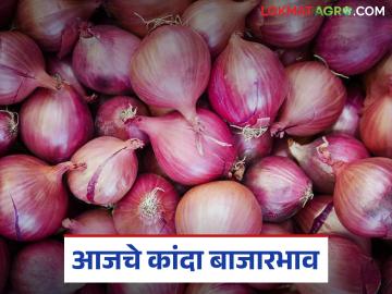 आज पुन्हा एकदा नाशिक जिल्ह्यातून सर्वाधिक उन्हाळ कांदा बाजारात; वाचा काय मिळतोय दर - Marathi News | Today, once again, the highest number of summer onions from Nashik district are in the market; Read what is the price being offered | Latest News at Lokmat.com