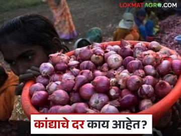 Kanda Market : उन्हाळसह लाल, गोल्टी, पांढऱ्या कांद्याला काय दर मिळतोय, वाचा सविस्तर 