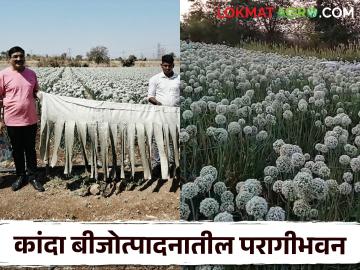 Kanda Farming : कांदा फुलात परागीभवनासाठी मधमाशाचं नाही, 'हे' करून पहा, वाचा सविस्तर - Marathi News | Latest News Kanda farming Bees are not needed for pollination of onion flowers, try this trick | Latest News at Lokmat.com Kanda Farming : कांदा फुलात परागीभवनासाठी मधमाशाचं नाही, 'हे' करून पहा, वाचा सविस्तर - Marathi News | Latest News Kanda farming Bees are not needed for pollination of onion flowers, try this trick | Latest News at Lokmat.com
