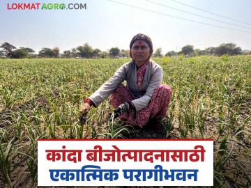 Kanda Farming : कांदा बीजोत्पादनासाठी परागीकरण चांगले होण्याकरिता काय कराल? वाचा सविस्तर - Marathi News | Latest news Onion seed production Pollination What can you do to improve pollination for onion seed production Read in detail | Latest News at Lokmat.com Kanda Farming : कांदा बीजोत्पादनासाठी परागीकरण चांगले होण्याकरिता काय कराल? वाचा सविस्तर - Marathi News | Latest news Onion seed production Pollination What can you do to improve pollination for onion seed production Read in detail | Latest News at Lokmat.com