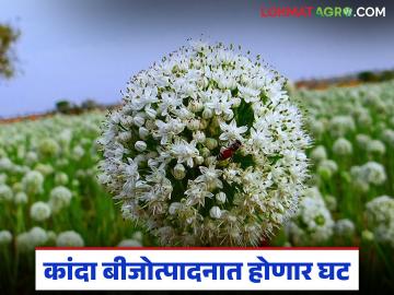 कांदा बीजोत्पादन फुलोऱ्यावर मधमाशांचा दुष्काळ; बीजोत्पादन वाढण्यासाठी कसे कराल व्यवस्थापन? - Marathi News | Bee drought on onion seed production; How to manage to increase seed production? | Latest News at Lokmat.com