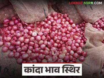 अवकाळीमुळे कांदा आवक मंदावली; वाचा सोलापूर बाजारात सर्वसाधारण कांद्याला काय दर? - Marathi News | Onion arrivals slowed down due to bad weather; Read: What is the price of common onions in Solapur market? | Latest News at Lokmat.com