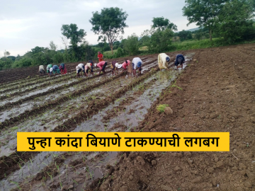 Onion Seed Sowing : पहिल्यांदाच तिसऱ्या टप्प्यात उन्हाळ कांद्याचे बियाणे टाकण्याची वेळ, वाचा सविस्तर   - Marathi News | Latest News Onion Seed Sowing Time to sow summer onion seeds for the first time in third stage, read in detail   | Latest News at Lokmat.com