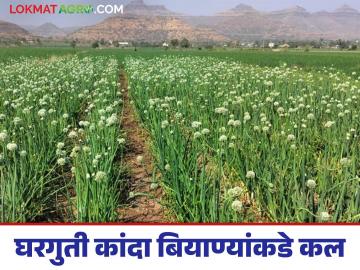 Kanda Lagvad : शेतकरी घरगुती कांदा बियाणे लागवडीकडे का वळत आहेत? वाचा सविस्तर  - Marathi News | Latest News Kanda Lagvad Why are farmers turning to home-grown cultivation onion seeds Read in detail | Latest News at Lokmat.com