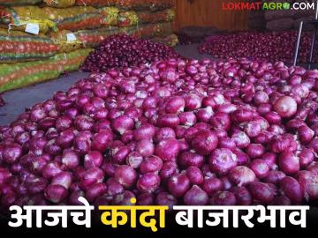 Kanda BajarBhav : कांद्याच्या 'या' बाजारात भाव कोसळले; तर इथे मिळाला 'इतक्या' रुपयांचा दर वाचा सविस्तर - Marathi News | latest news Kanda BajarBhav: If the price of onion falls in 'this' market, then here you can get the price of 'so many' rupees. Read in detail | Latest News at Lokmat.com