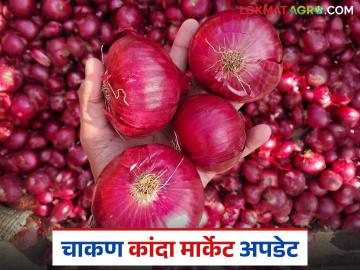 Kanda Market : गेल्या आठवड्याच्या तुलनेत चाकण बाजार समितीत कांद्याचा भाव वाढला - Marathi News | Kanda Market : Onion prices increased in Chakan Market Committee compared to last week | Latest News at Lokmat.com