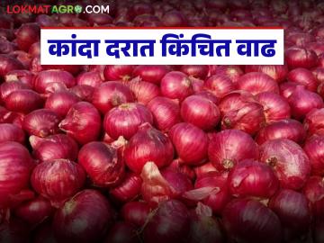 Kanda Bajar Bhav: चाकण मार्केटमध्ये गेल्या आठवड्याच्या तुलनेत कांदा दरात झाली वाढ; वाचा कसा मिळतोय दर? - Marathi News | Onion prices have increased in Chakan market compared to last week; Read how the price is being obtained? | Latest News at Lokmat.com Kanda Bajar Bhav: चाकण मार्केटमध्ये गेल्या आठवड्याच्या तुलनेत कांदा दरात झाली वाढ; वाचा कसा मिळतोय दर? - Marathi News | Onion prices have increased in Chakan market compared to last week; Read how the price is being obtained? | Latest News at Lokmat.com