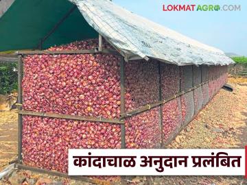 Kanda Chal Anudan : कांदा चाळीचे 2 कोटी 3 लाखांचे अनुदान अजूनही प्रलंबित, वाचा सविस्तर  - Marathi News | Latest News Kanda Chal Anudan Kanda Chal subsidy of 2 crore 3 lakhs is still pending, read in detail | Latest News at Lokmat.com