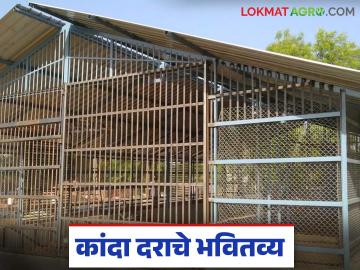 कांदा चाळीत ठेवायचा की विकून लोकांचे पैसे फेडायचे, या कारणाने रिकाम्याच राहाणार कांदा चाळी - Marathi News | Latest News Kanda market issue Should the onion be kept in the chawl or sold to pay people | Latest News at Lokmat.com