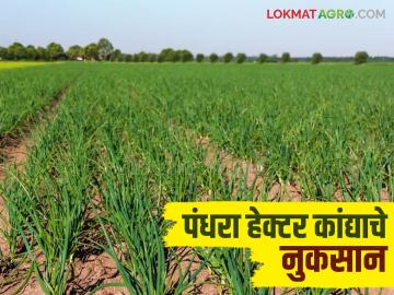 Kanda Issue : कांदा नुकसानीची मालिका सुरूच, येवल्यात 17 शेतकऱ्यांचा सुमारे पंधरा हेक्टर कांदा नष्ट - Marathi News | Latest News Kanda Issue Series of onion losses continues, about fifteen hectares of onion crop destroyed in Niphad | Latest News at Lokmat.com