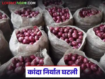 Kanda Market : कांदा मार्केटमध्ये भारताची घसरण का, आतापर्यंत निर्यात किती झाली, वाचा सविस्तर - Marathi News | Latest news Kanda Market India, which was the first in onion exports, has fallen to fifth place | Latest News at Lokmat.com Kanda Market : कांदा मार्केटमध्ये भारताची घसरण का, आतापर्यंत निर्यात किती झाली, वाचा सविस्तर - Marathi News | Latest news Kanda Market India, which was the first in onion exports, has fallen to fifth place | Latest News at Lokmat.com
