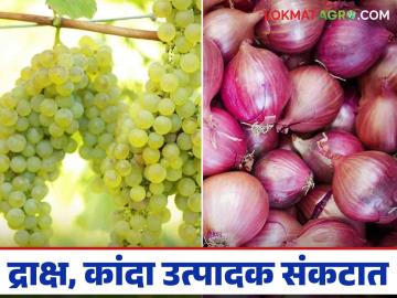 Grape, Kanda Management : ढगाळ वातावरणात द्राक्ष, कांदा पिकाची कशी काळजी घ्याल? वाचा सविस्तर  - Marathi News | Latest News Grape, Kanda Management How to take care of grape, onion crop in cloudy weather Read in detail  | Latest News at Lokmat.com