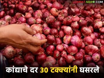 महिनाभरात कांद्याच्या भावात ३० टक्क्यांची घसरण, आज सकाळ सत्रात काय भाव मिळाला? - Marathi News | Latest NEws kanda market Onion prices drop by 30 percent in a month in nashik kanda market | Latest News at Lokmat.com