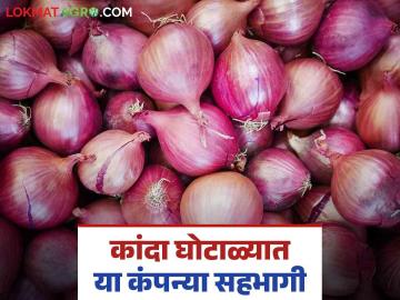 Onion Scam : कांदा घोटाळेबाज शेतकरी उत्पादक कंपन्यांवर मोठी कारवाई; वाचा सविस्तर - Marathi News | Onion Scam : Major action taken against onion scam farmer producing companies; Read in detail | Latest News at Lokmat.com
