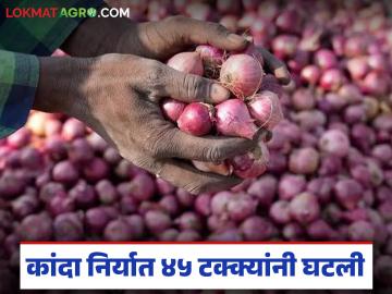 युद्धाचा कांदा निर्यातीवर परिणाम; आखाती बाजारपेठेत 45 टक्क्यांची घसरण, वाचा सविस्तर  - Marathi News | Latest news War's impact on onion exports 45 percent drop in Gulf market, read in detail | Latest News at Lokmat.com