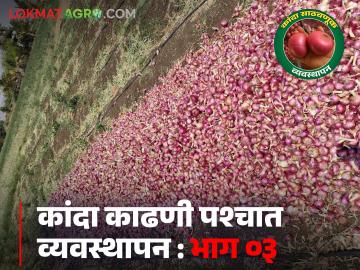 Kanda Sathavnuk : कांदा साठवणीमध्ये नुकसान टाळण्यासाठी 'या' चुका टाळा, वाचा सविस्तर - Marathi News | Latest News Kanda Sathavnuk Avoid these mistakes to avoid losses in onion storage, read in detail | Latest News at Lokmat.com Kanda Sathavnuk : कांदा साठवणीमध्ये नुकसान टाळण्यासाठी 'या' चुका टाळा, वाचा सविस्तर - Marathi News | Latest News Kanda Sathavnuk Avoid these mistakes to avoid losses in onion storage, read in detail | Latest News at Lokmat.com