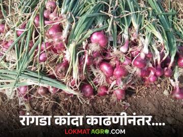 Kanda Kadhani : कांदा काढणीनंतर किती दिवस शेतात सुकवावा आणि का? वाचा सविस्तर  - Marathi News | Latest News kanda Kadhani How many days should onions be dried in field after harvesting Read in detail | Latest News at Lokmat.com