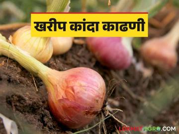 Kharif Kanda Kadhani : खरीपातील कांदा काढणीदरम्यान काय काळजी घ्यावी? जाणून घ्या सविस्तर  - Marathi News | Latest News Kharif Kanda Kadhani take care during onion harvesting in Kharif Know in detail  | Latest News at Lokmat.com