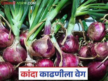 कांदा काढणी जलदगतीने करण्यासाठी जुन्नर तालुक्यात मध्यप्रदेशमधील शेतमजुरांचे आगमन - Marathi News | Arrival of farm laborers from Madhya Pradesh in Junnar taluka to speed up onion harvesting | Latest News at Lokmat.com