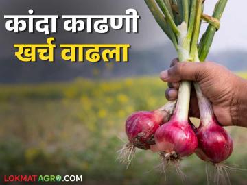 यंदा कांद्याचे गणित चुकले आता किमान काढणीचा खर्च तरी निघू द्या; उत्पादक शेतकऱ्यांची आर्त - Marathi News | Onion economics went wrong this year, now at least let the harvesting cost be covered; Producer farmers plea | Latest News at Lokmat.com