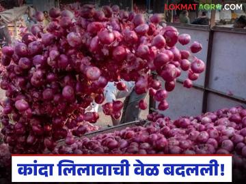 कांदा लिलावाची वेळ बदलली, आता सकाळच्या सत्रात लिलाव होतील, 'या' मार्केट कमिटीचा निर्णय  - Marathi News | Latest News Onion auction time changed, now auctions will be held in the morning session in sinnar market yard | Latest News at Lokmat.com