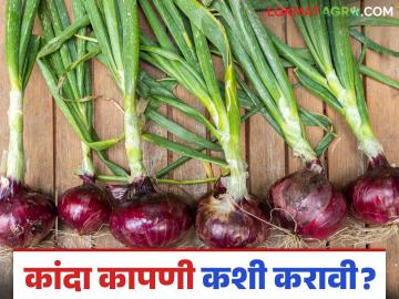 कांद्याच्या वजनात घट होऊ नये म्हणून कांदा काढणी व कापणी करताना हे नक्की करा - Marathi News | To avoid loss of onion weight, make sure to do this while harvesting and harvesting onions | Latest News at Lokmat.com कांद्याच्या वजनात घट होऊ नये म्हणून कांदा काढणी व कापणी करताना हे नक्की करा - Marathi News | To avoid loss of onion weight, make sure to do this while harvesting and harvesting onions | Latest News at Lokmat.com