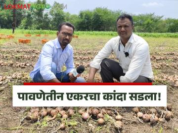 Kanda Crop Damage : एकही कांदा बाजार नेण्याजोगे राहिला नाही, पावसानं होत्याचं नव्हतं केलं! - Marathi News | latest News Kanda Crop damage In Rain Not a single onion was left fit for market | Latest News at Lokmat.com