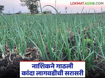 नाशिकचा 'हा' तालुका वगळता सर्वच तालुक्यात कांदा लागवड, यंदा लागवडीची सरासरी गाठली! - Marathi News | Latest news Onion cultivation in all talukas except trimbak taluka of Nashik, 2 lakh hector kanda lagvad | Latest News at Lokmat.com नाशिकचा 'हा' तालुका वगळता सर्वच तालुक्यात कांदा लागवड, यंदा लागवडीची सरासरी गाठली! - Marathi News | Latest news Onion cultivation in all talukas except trimbak taluka of Nashik, 2 lakh hector kanda lagvad | Latest News at Lokmat.com