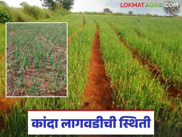 Kanda Lagvad : यंदा देशात कांद्याची लागवड किती? खरंच उत्पादन वाढणार का? जाणून घ्या सविस्तर  - Marathi News | Latest News kanda lagvad how much onion cultivation in india so far and production prediction see details | Latest News at Lokmat.com