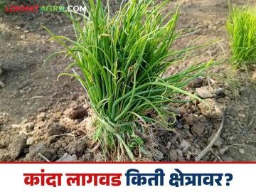 Kanda Lagvad : कांदा लागवडीच्या क्षेत्रात यंदा घट? नाशिकसह उत्तर महाराष्ट्रात लागवड किती झाली?  - Marathi News | Latest News Agriculture News Rabi onion cultivation on 99 thousand 195 hectares area in Nashik district | Latest News at Lokmat.com