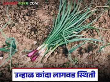 Kanda Lagvad : नाशिक जिल्ह्यात कांदा रोपांची मागणी वाढली, जानेवारीच्या अखेरीस लागवड किती झाली?  - Marathi News | Latest News Kanda Lagvad Demand for onion seedlings increased in Nashik district | Latest News at Lokmat.com
