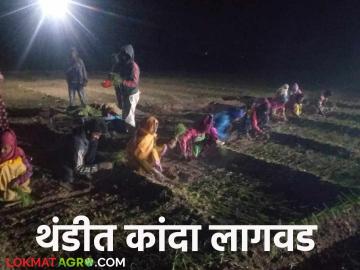 Kanda Lagvad : लोडशेडिंगचा फटका, कसमादे पट्ट्यात रात्रीच्या वेळी कांदा लागवड, वाचा सविस्तर  - Marathi News | Latest News Kanda Lagvad Load shedding effects onion cultivation at night in Kasmade belt, read in detail | Latest News at Lokmat.com
