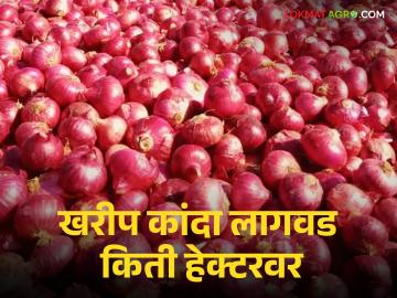 Onion cultivation : राज्यात 70 हजार हेक्टरवर खरीप कांदा लागवड, कोणता जिल्हा आघाडीवर? - Marathi News | Latest News Onion cultivation is recorded on 70 thousand hectares in maharashtra see details | Latest News at Lokmat.com