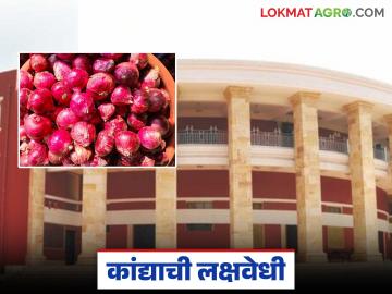 हिवाळी अधिवेशनात कांदाप्रश्नी लक्षवेधी; कांदा पिकाच्या नुकसानीवर काय झाला निर्णय? - Marathi News | Onion issue draws attention in the winter session; What was the decision on the loss of onion crop? | Latest News at Lokmat.com हिवाळी अधिवेशनात कांदाप्रश्नी लक्षवेधी; कांदा पिकाच्या नुकसानीवर काय झाला निर्णय? - Marathi News | Onion issue draws attention in the winter session; What was the decision on the loss of onion crop? | Latest News at Lokmat.com