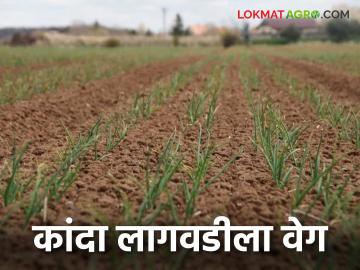 Kanda Lagvad : नाशिकमध्ये कांदा लागवडीला वेग, मजुरीचे दर कसे आहेत, वाचा सविस्तर  - Marathi News | Latest News Onion cultivation is gaining momentum in Nashik, check labor rates read in detail | Latest News at Lokmat.com
