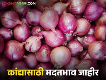 Kanda Market : कांदा उत्पादकांना दिलासा, 'या' राज्य सरकारकडून कांद्यासाठी मदतभाव जाहीर - Marathi News | Latest news kanda Maarket Andhra Pradesh government announces Rs 1200 per quintal support price for onion | Latest News at Lokmat.com Kanda Market : कांदा उत्पादकांना दिलासा, 'या' राज्य सरकारकडून कांद्यासाठी मदतभाव जाहीर - Marathi News | Latest news kanda Maarket Andhra Pradesh government announces Rs 1200 per quintal support price for onion | Latest News at Lokmat.com