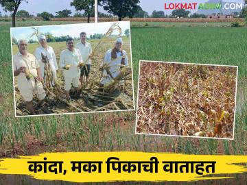 Nashik Crop Damage : 'कांदा हात रोप हातचे गेले, मका शेतीही जमीनदोस्त', नाशिक जिल्ह्यातील नुकसान  - Marathi News | Latest News Nashik Crop Damage Onion crops lost, Maize crops also destroyed, losses in Nashik district  | Latest News at Lokmat.com