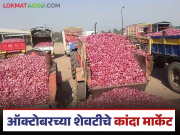 राज्यातील कांदा मार्केटमध्ये 31ऑक्टोबर रोजी कांद्याला काय दर मिळाले, वाचा सविस्तर  - Marathi News | Latest News Read in detail what was price of onion in kanda market of maharashtra on October 31. | Latest News at Lokmat.com